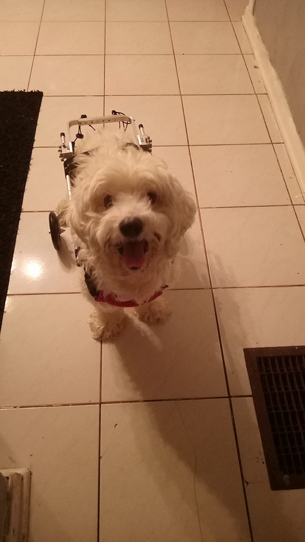 Small / Medium Dog Hind Leg Wheelchair review Ramona 02