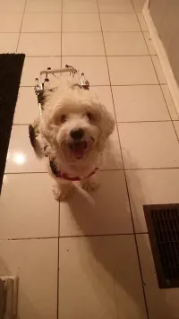 Small / Medium Dog Hind Leg Wheelchair review 1