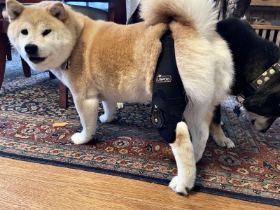 Adjustable Dog Acl Brace review 