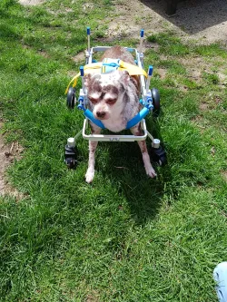 Lightweight Quad Wheelchair for Small Dogs review Barbara W