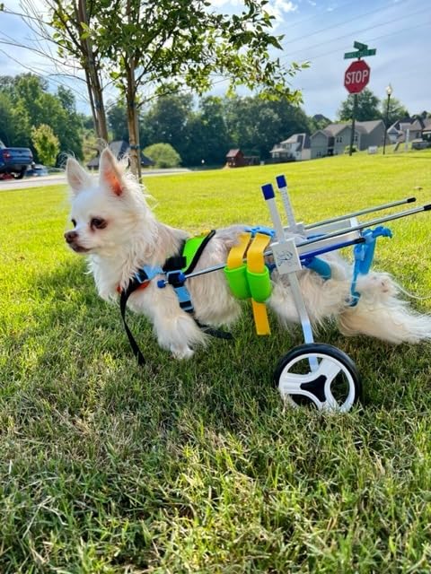 Small Dog Wheelchair for Hind Legs review 0