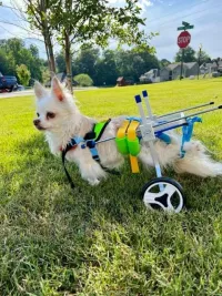 Small Dog Wheelchair for Hind Legs review 0