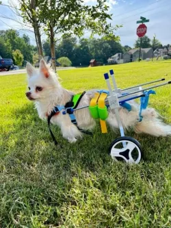 Small Dog Wheelchair for Hind Legs review Blake