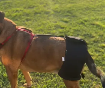 Dog Hip Dysplasia Brace review Jayshawn Twyman