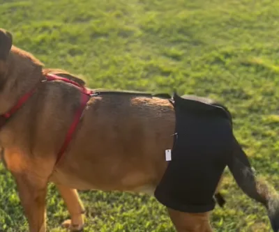 Dog Hip Dysplasia Brace review 