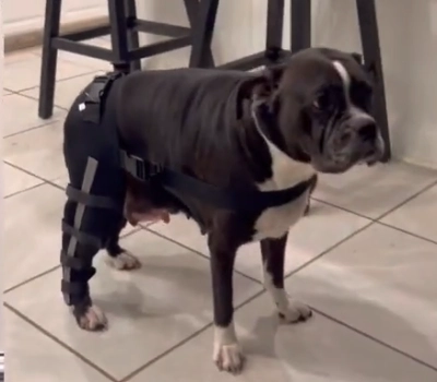 Hinged Dog Double Leg Brace review 