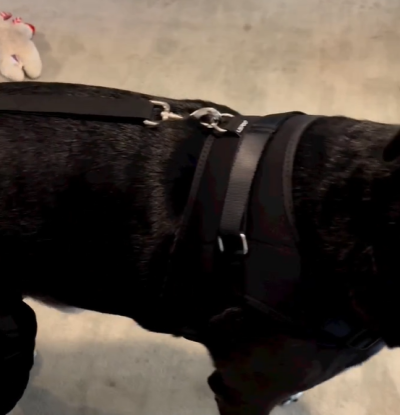 Dog Torn Acl Brace review 