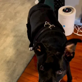 Dog Torn Acl Brace review Pibblemom 02