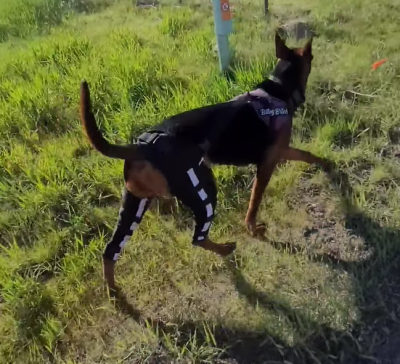 Hinged Dog Double Leg Brace review 