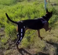 Hinged Dog Double Leg Brace review 1