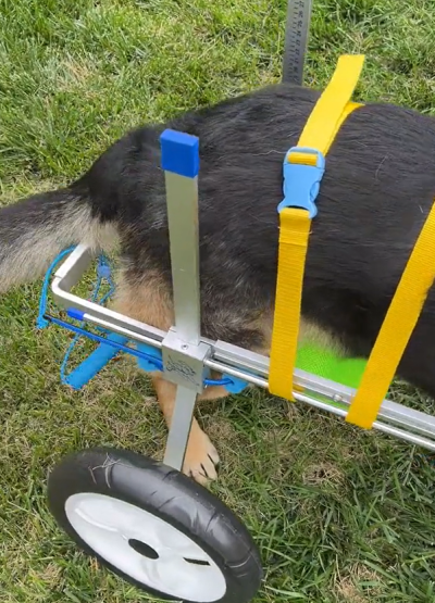 Small Dog Wheelchair for Hind Legs review 