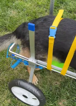 Small Dog Wheelchair for Hind Legs review John 01