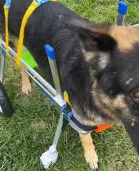 Small Dog Wheelchair for Hind Legs review 1