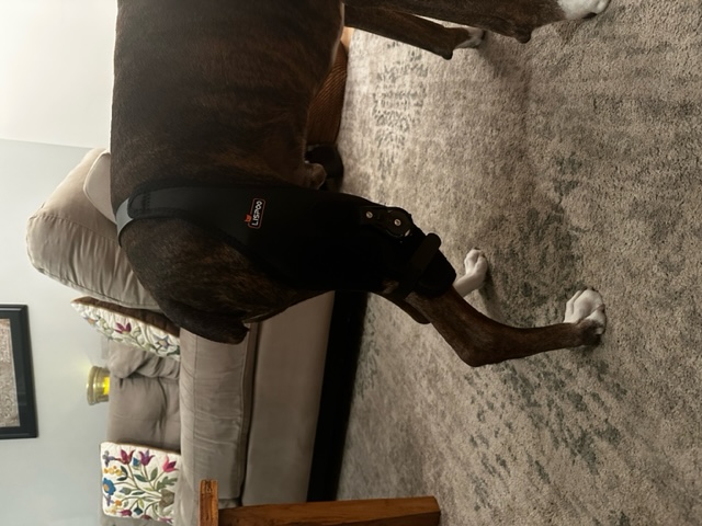 Adjustable Dog Acl Brace review 0