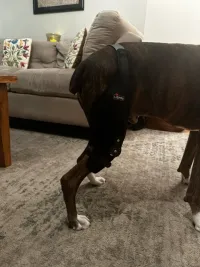 Adjustable Dog Acl Brace review 0