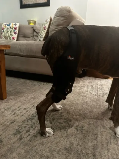 Adjustable Dog Acl Brace review 