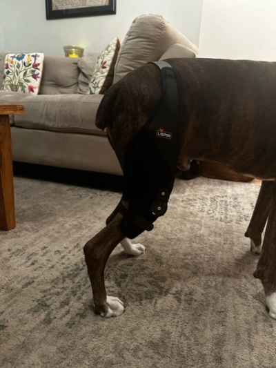 Adjustable Dog Acl Brace review 