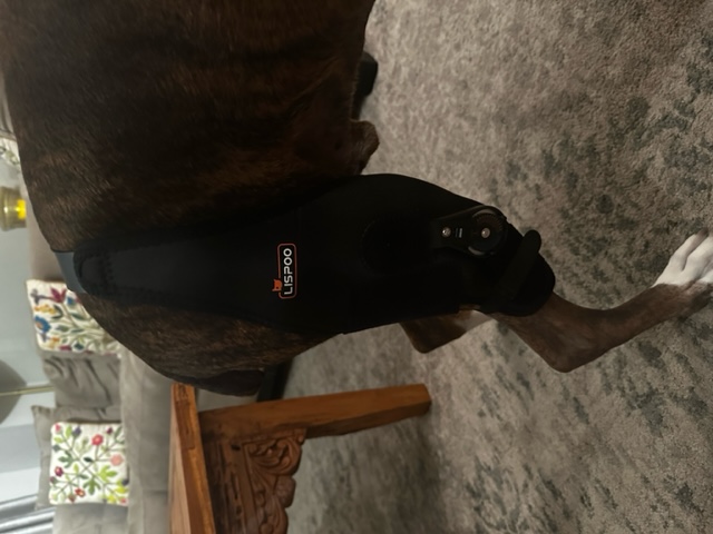 Adjustable Dog Acl Brace review 1