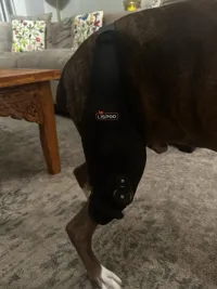 Adjustable Dog Acl Brace review 1