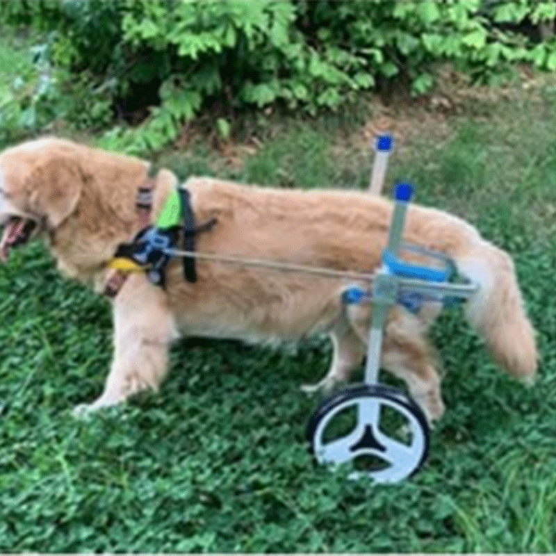 Small Dog Wheelchair for Hind Legs review G. Colon