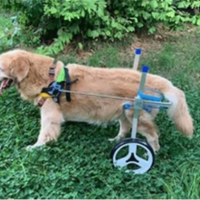 Small Dog Wheelchair for Hind Legs review 