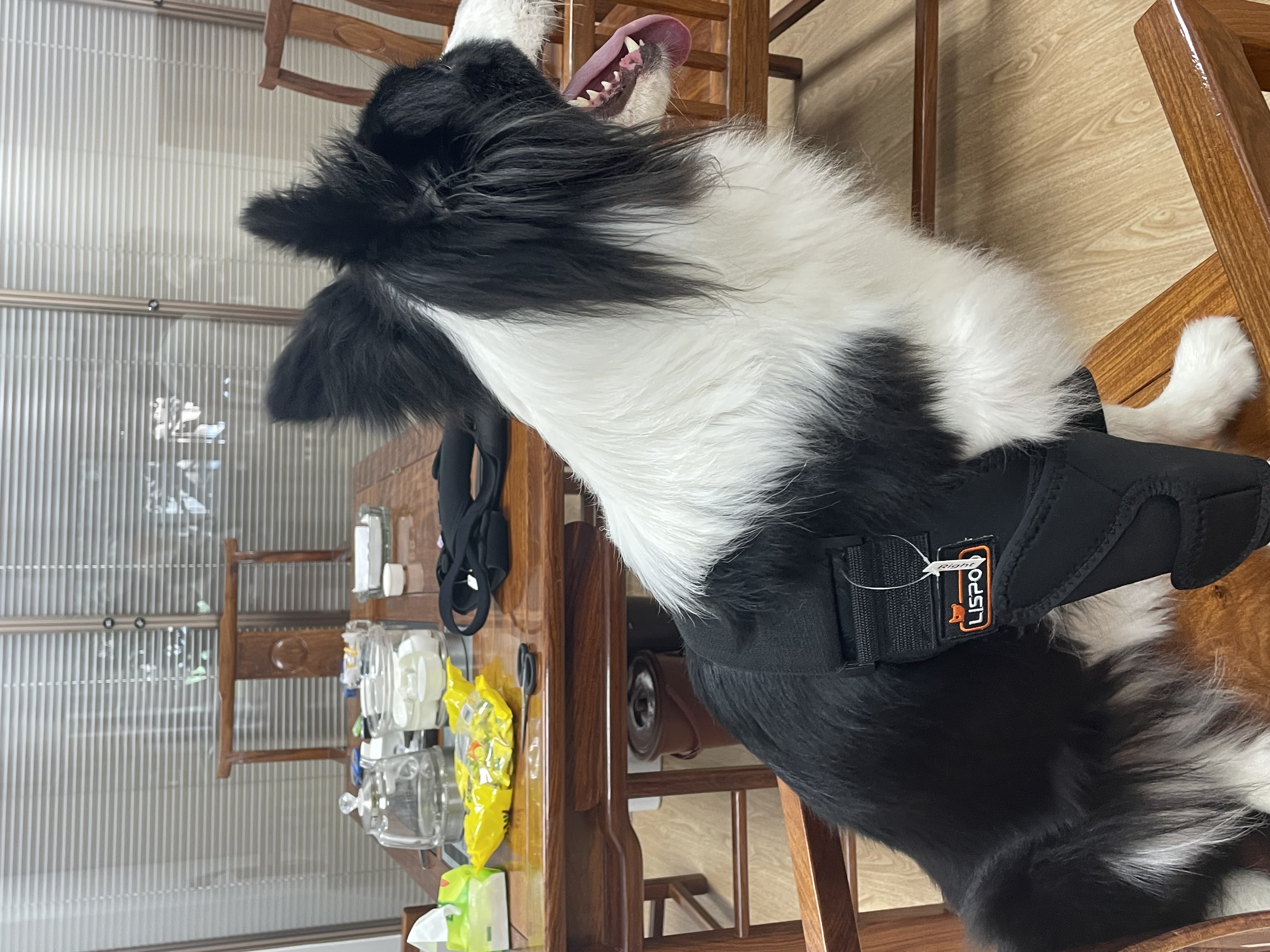 Border Collie Dog Elbow Brace review Mia J 02