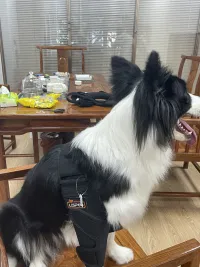 Border Collie Dog Elbow Brace review 1