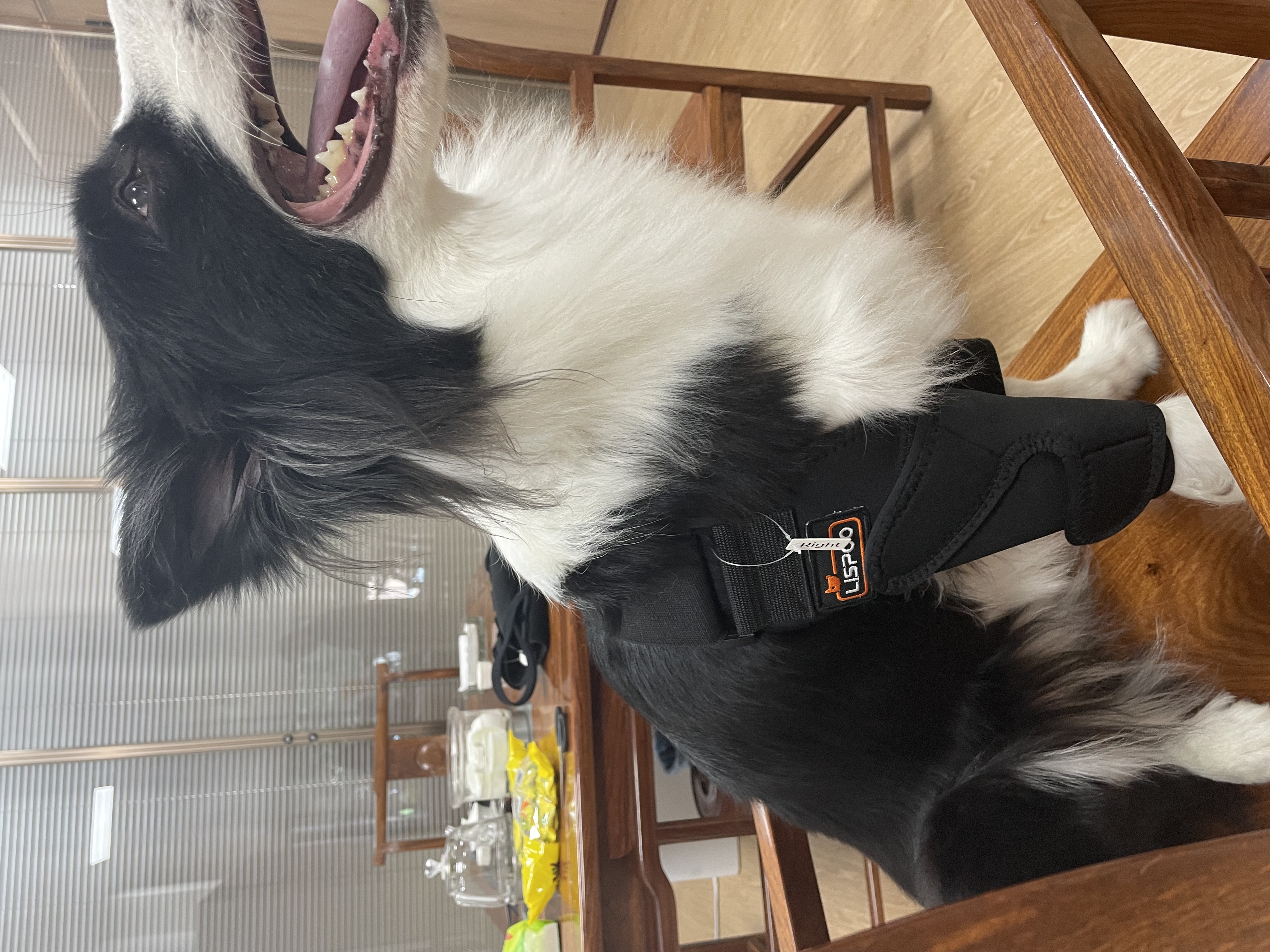 Border Collie Dog Elbow Brace review Mia J 01