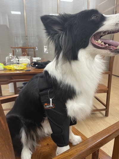 Border Collie Dog Elbow Brace review 