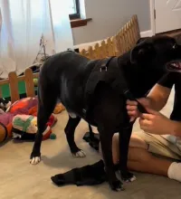 Dog Torn Acl Brace review 0