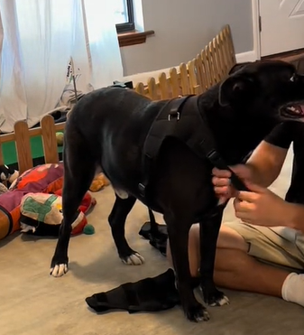 Dog Torn Acl Brace review 