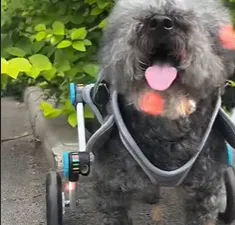 Small Dog Wheelchair for Hind Legs review Jayne 02