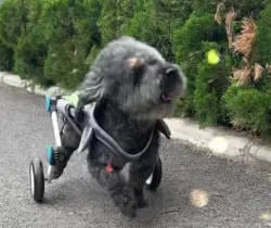 Small Dog Wheelchair for Hind Legs review Jayne 01