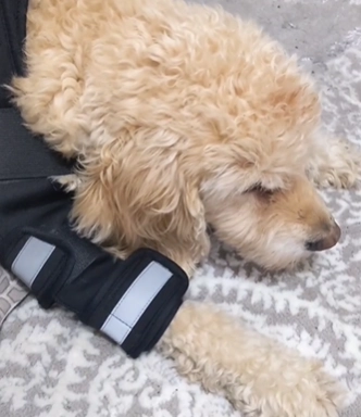 Hinged Dog Shoulder Support Brace review 