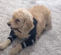 Hinged Dog Shoulder Support Brace review 1