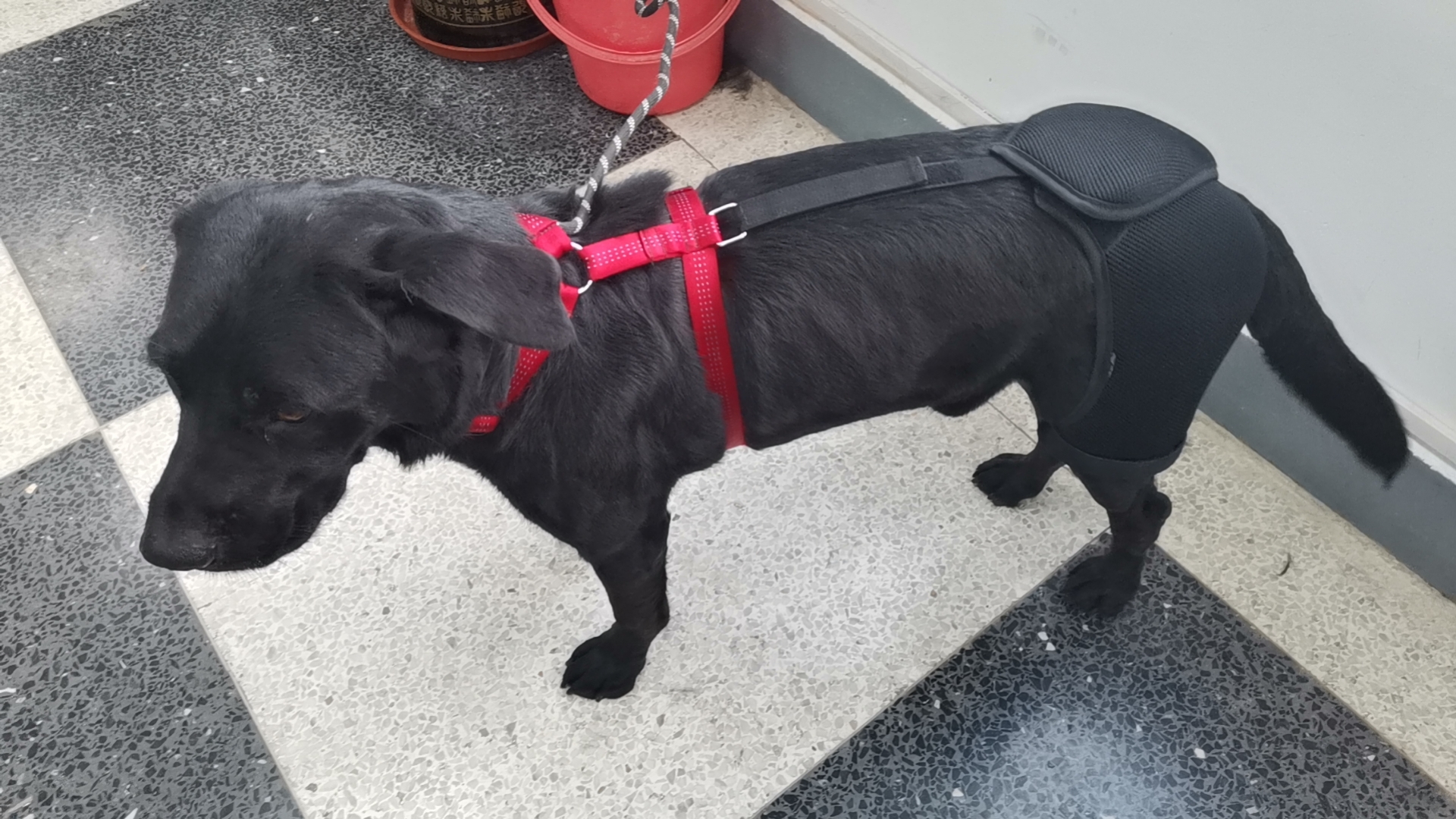 Labrador Dog Hip Brace  review Suzanne 01