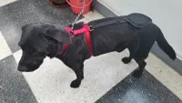 Labrador Dog Hip Brace  review 0