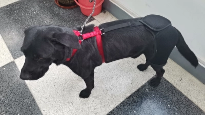 Labrador Dog Hip Brace  review 