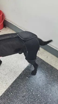 Labrador Dog Hip Brace  review Suzanne 02