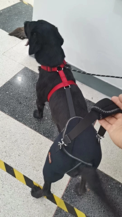 Hip Brace for Dogs with Hip Dysplasia review 