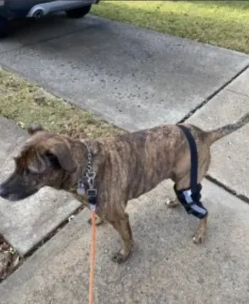 Hinged Dog Leg Brace review Randi Hayden