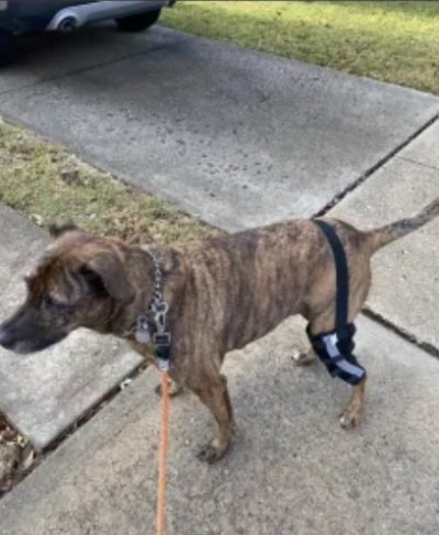 Hinged Dog Leg Brace review 