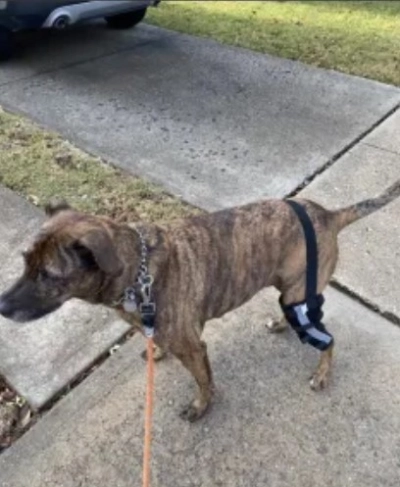 Hinged Dog Leg Brace review 