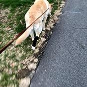 Rear No Knuckling Training Sock For Dogs review 