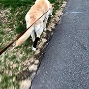 Rear No Knuckling Training Sock For Dogs review 