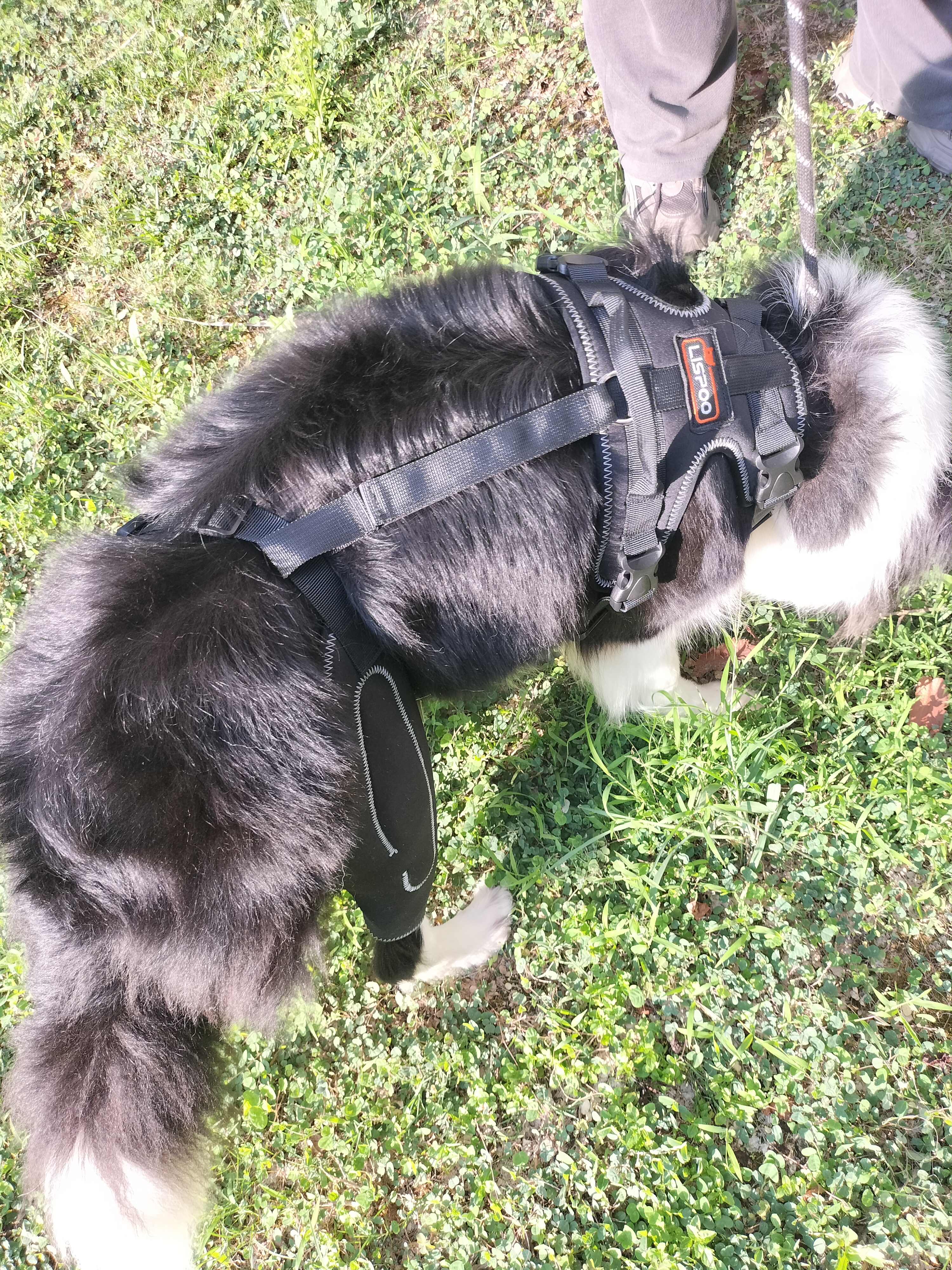 Dog Knee Brace with Metal Splint Hinge Support for ACL review 1