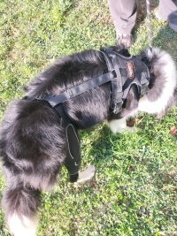 Dog Knee Brace with Metal Splint Hinge Support for ACL review 1