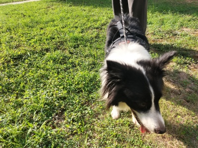 Dog Knee Brace with Metal Splint Hinge Support for ACL review 