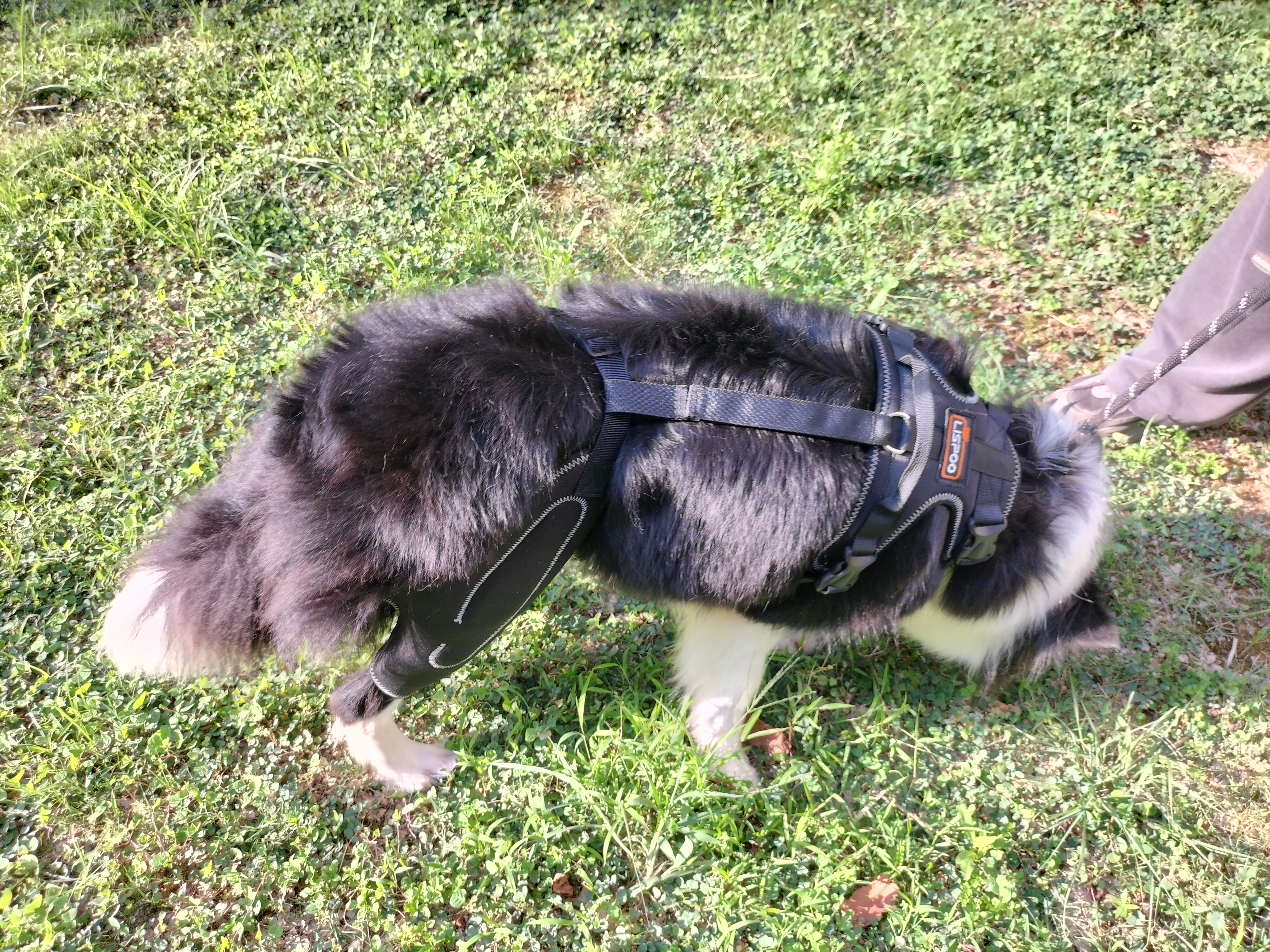 Dog Knee Brace with Metal Splint Hinge Support for ACL review 2