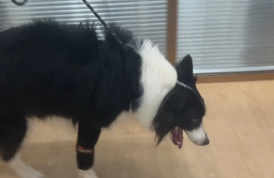 Dog Wrist Brace Sports Protection review 